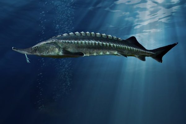 Everything about Sturgeon Fish