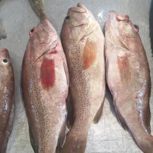 all about grouper fish