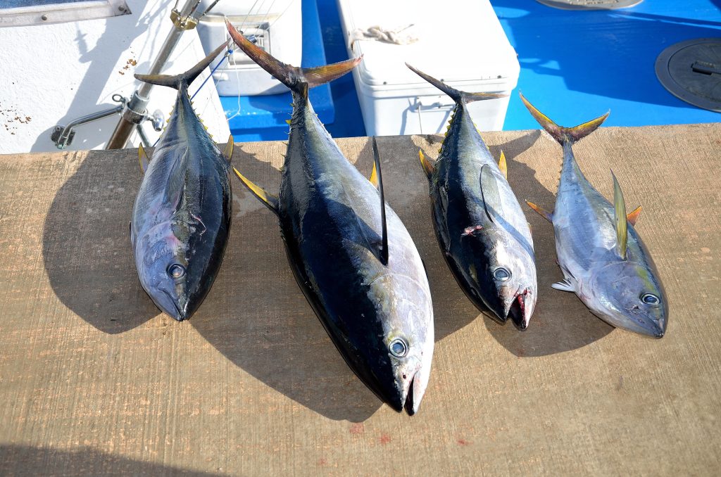 benefits of tuna fish